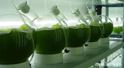 多贏！啤酒廠廢水養(yǎng)微藻變身新型肥料！生物技術(shù)研究改寫環(huán)保格局