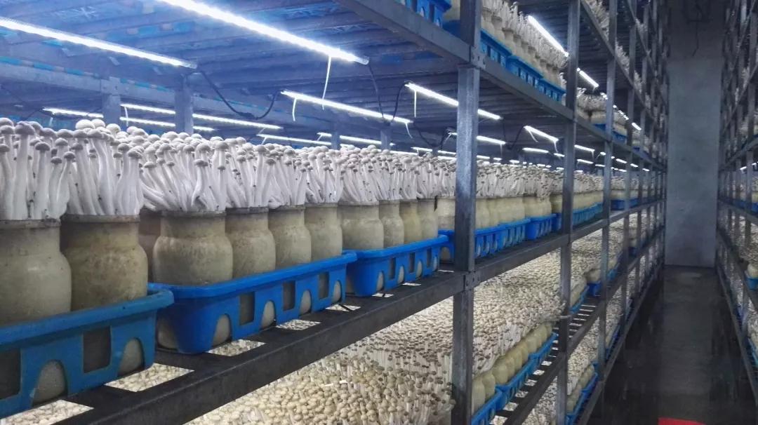 市投促局帶隊(duì)赴上?？疾欤膫€(gè)生物技術(shù)研究項(xiàng)目達(dá)成共識(shí)